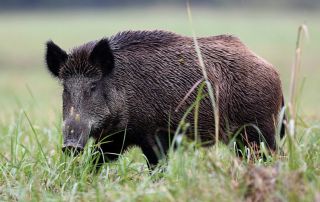 Obavijest o rizicima i pravilima ponašanja radi sprječavanja prijenosa virusa